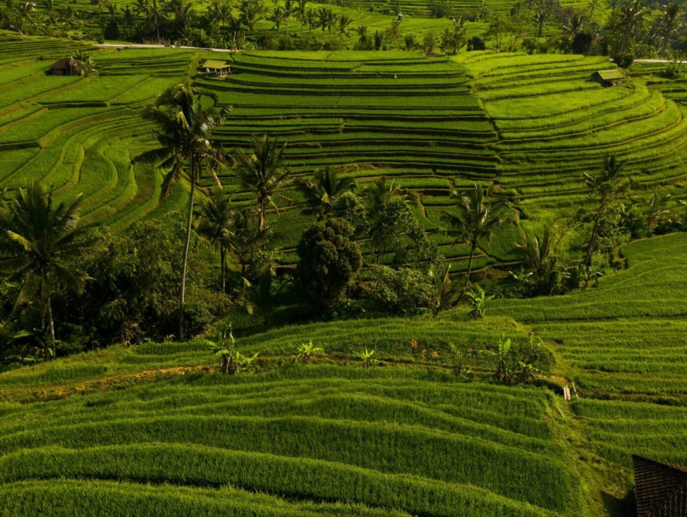 village tour bali