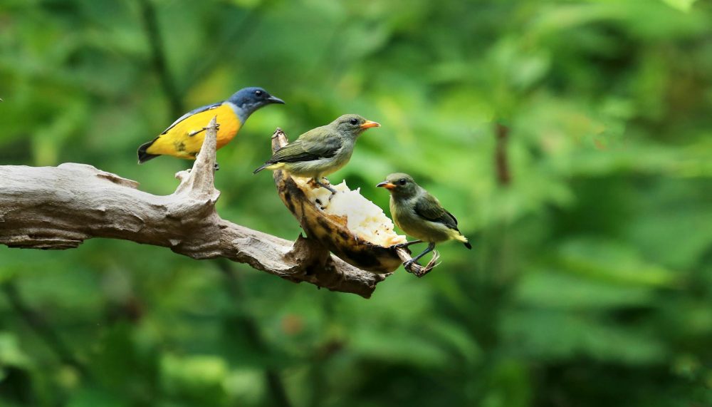 java bali birds watching tours